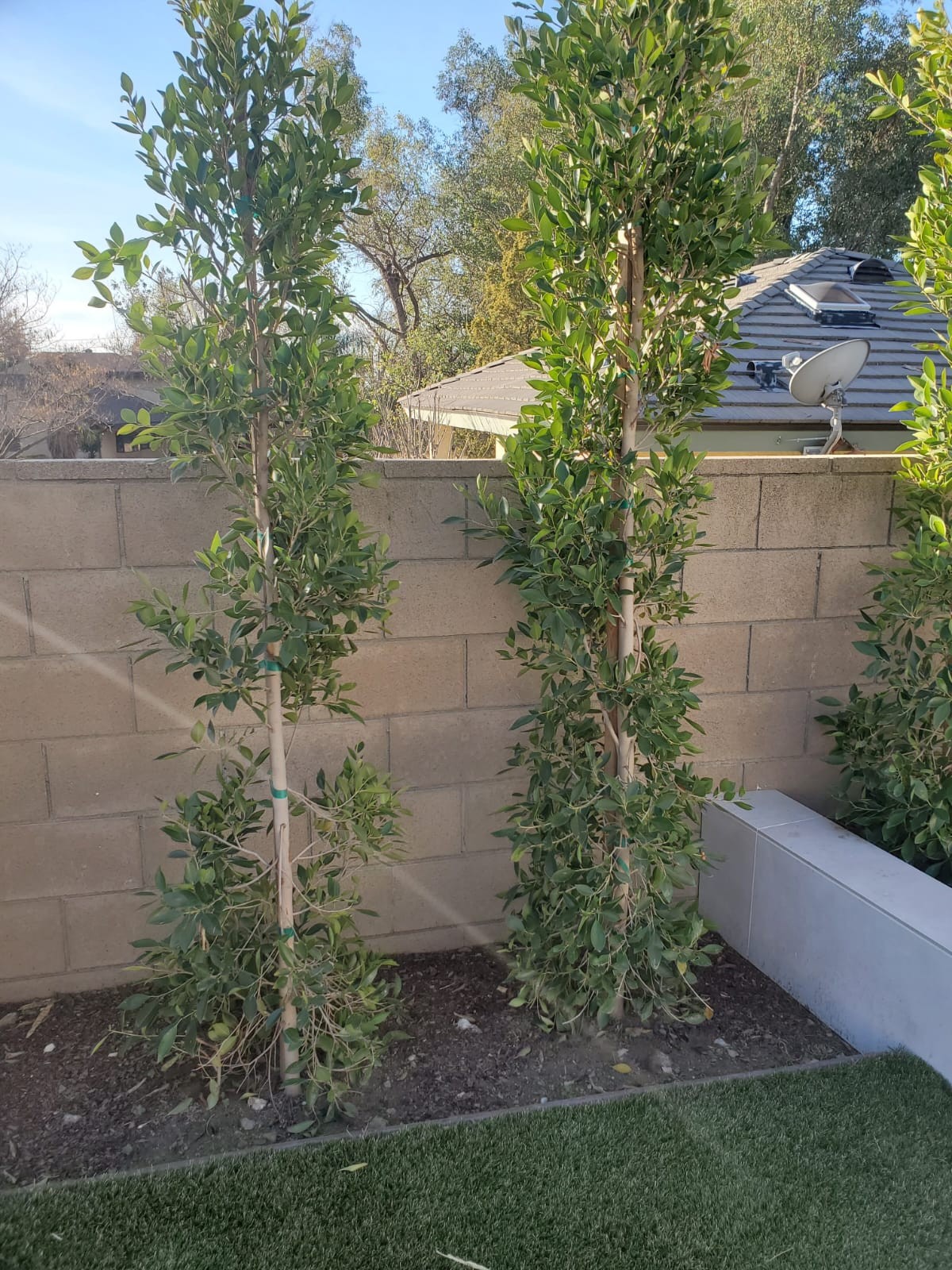 Planting Design 