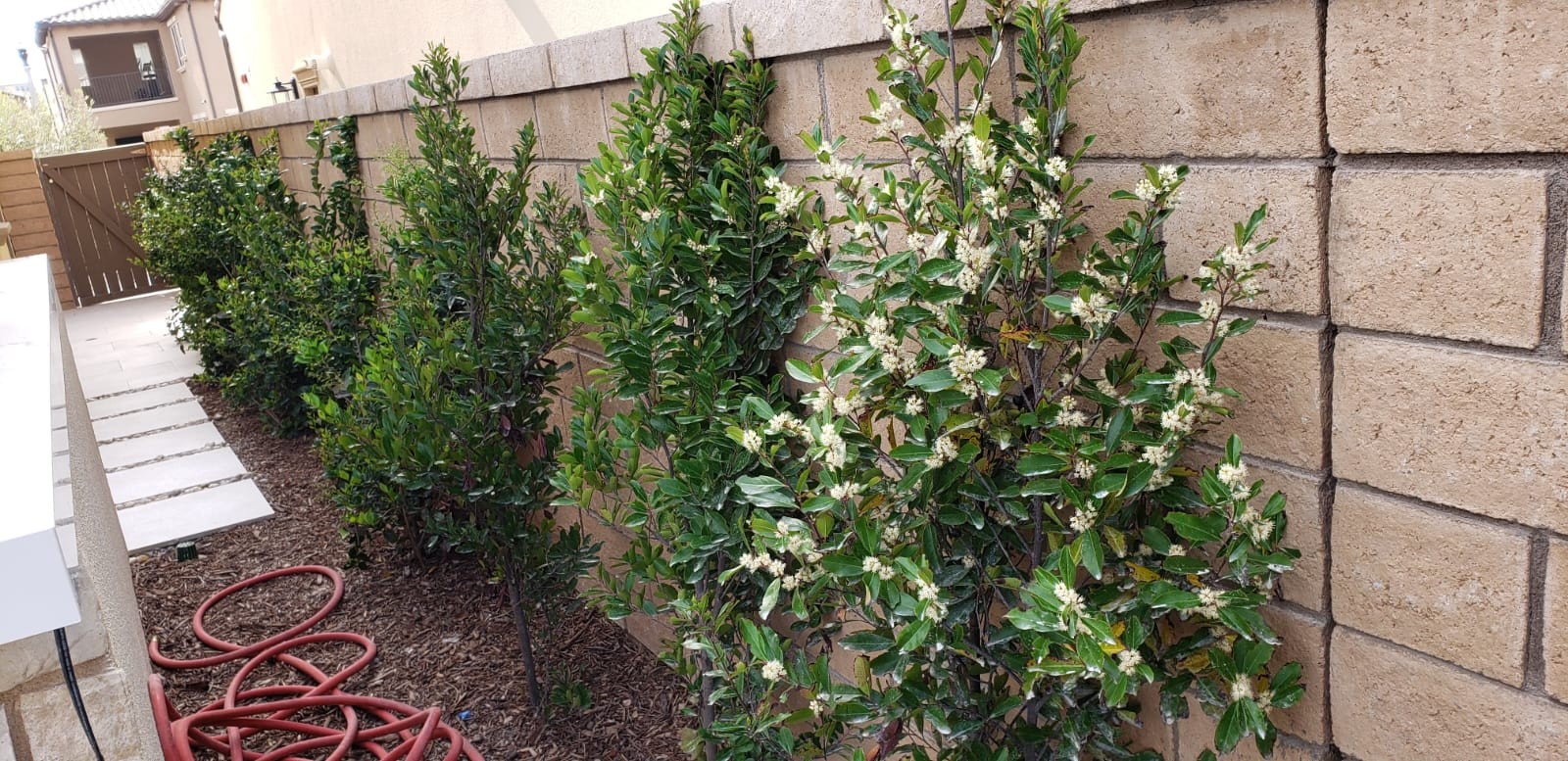 Planting Design 