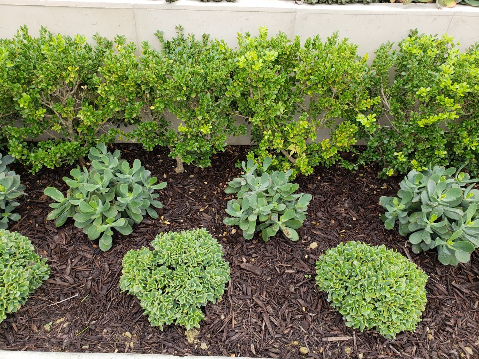 Planting Design 