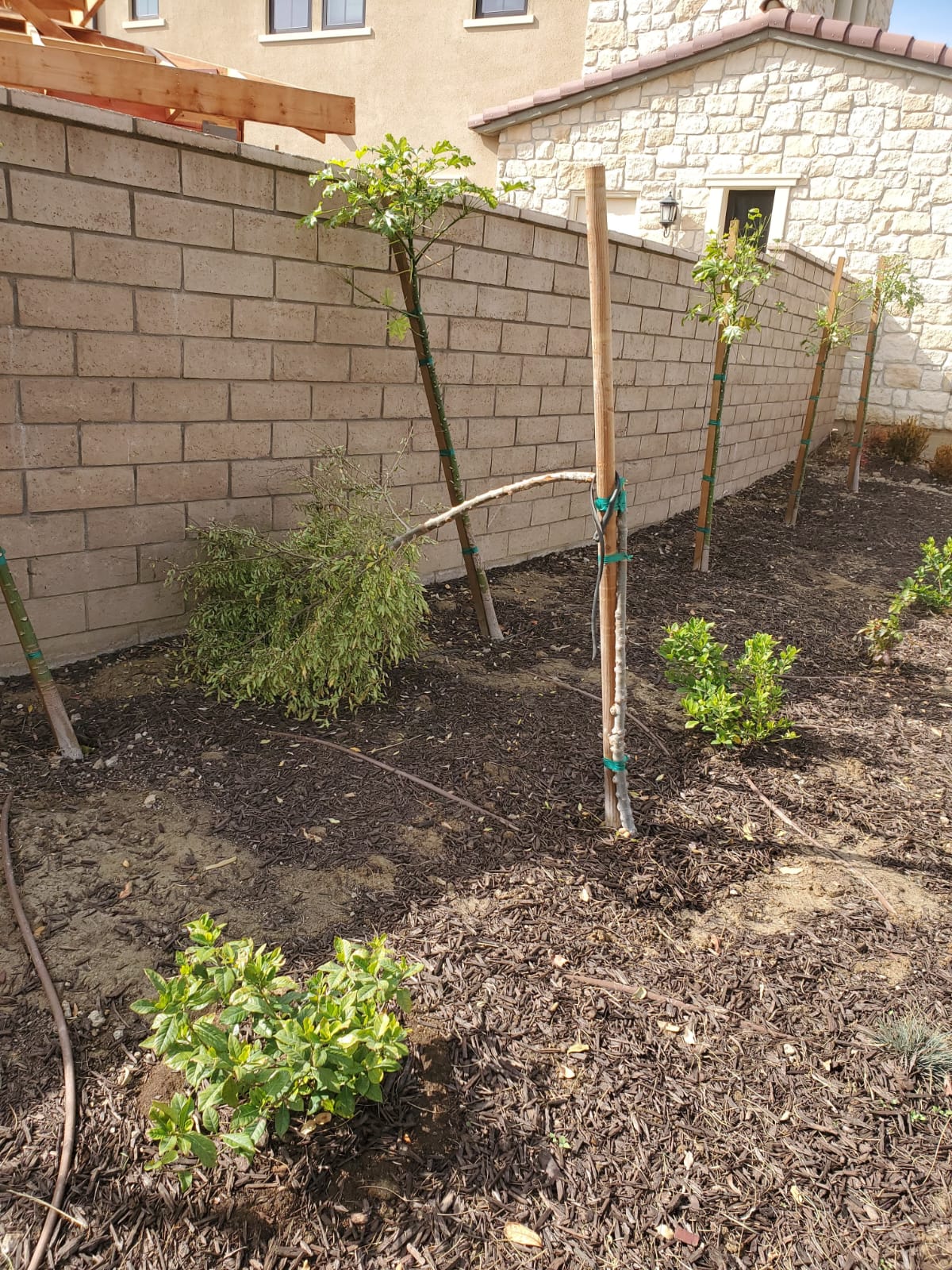 Planting Design 